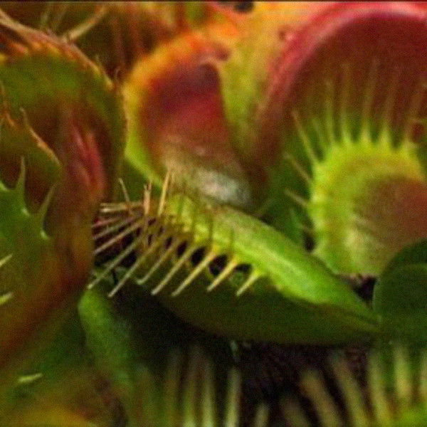 What Plants Talk About