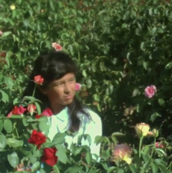 Butterfly and Flowers
