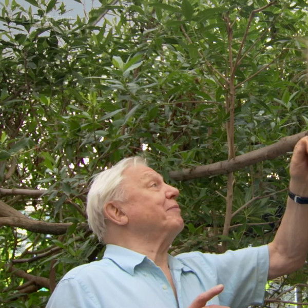 Attenborough's Paradise Birds