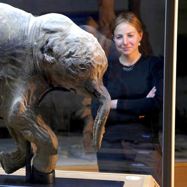 Woolly Mammoth: Secrets from the Ice