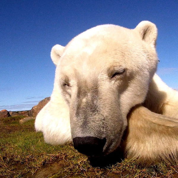 Polar Bears: Ice Bear