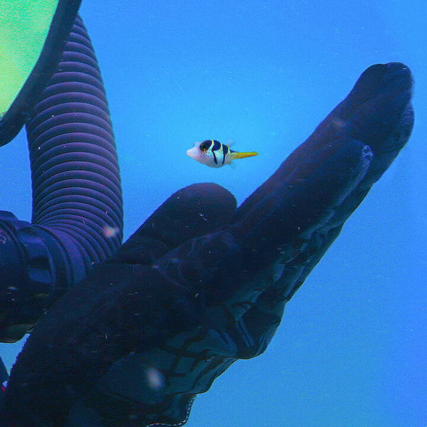 Puff: Wonders of the Reef