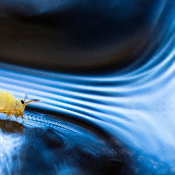 Springtails: The hidden soldiers of Earth