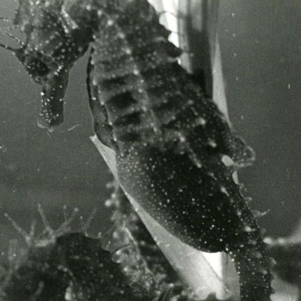 The Sounds of Science