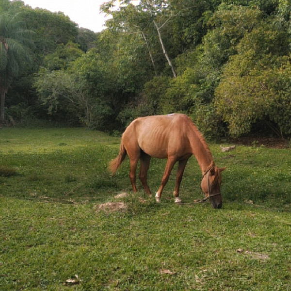 A horse looked at the sky with hope of escape