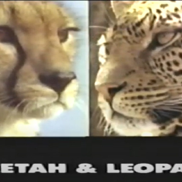 Predators of the Wild: Cheetah and Leopard