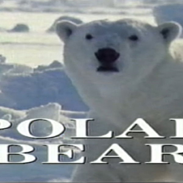 Predators of the Wild: Polar Bear