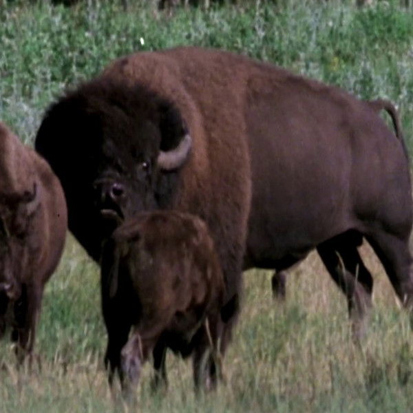 The Great Buffalo Saga