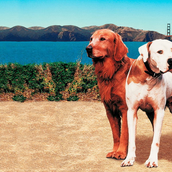 Homeward Bound II: Lost in San Francisco