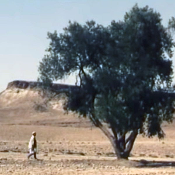 The Olive Tree of Boul'hivet