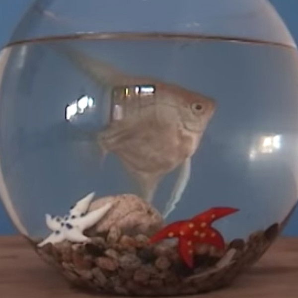 El gabinete del doctor mojado - Piloto CNTV