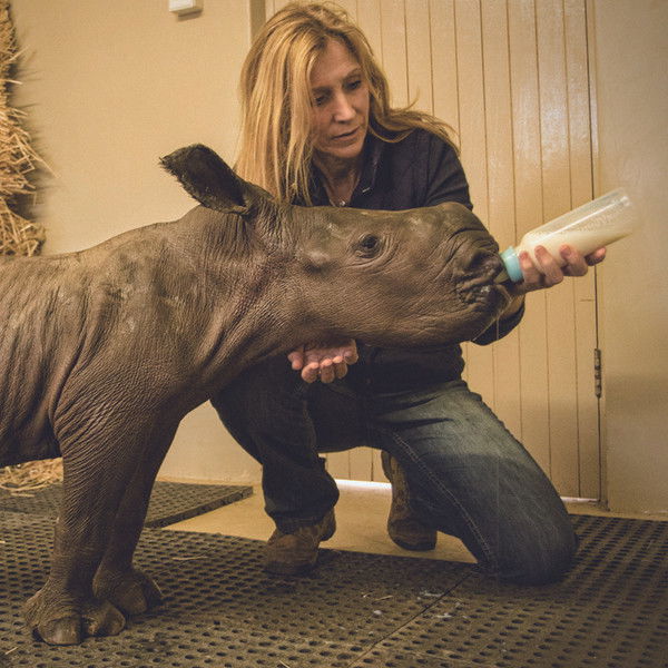 Stroop: Journey into the Rhino Horn War