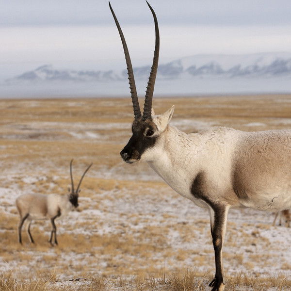 Rare Survivors: China's Iconic Wildlife