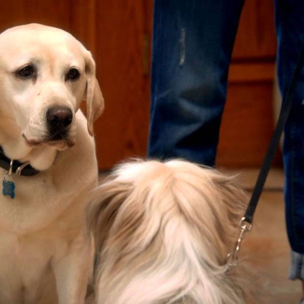 The Dog Who Saved Easter