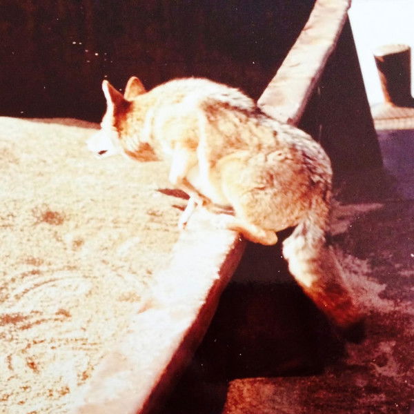 The Nashville Coyote