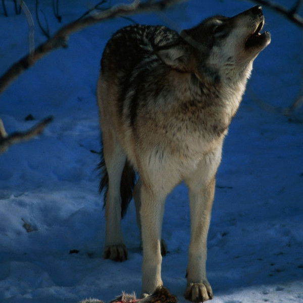 In the Valley of the Wolves