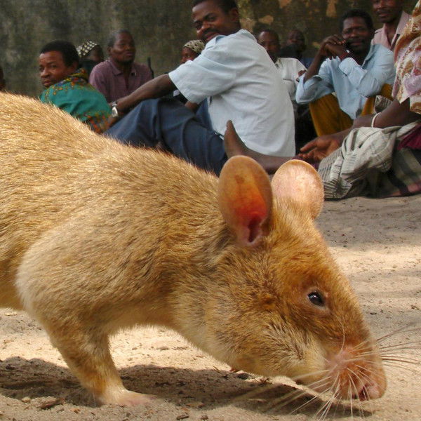Detecting Danger: Africa's Giant Rats