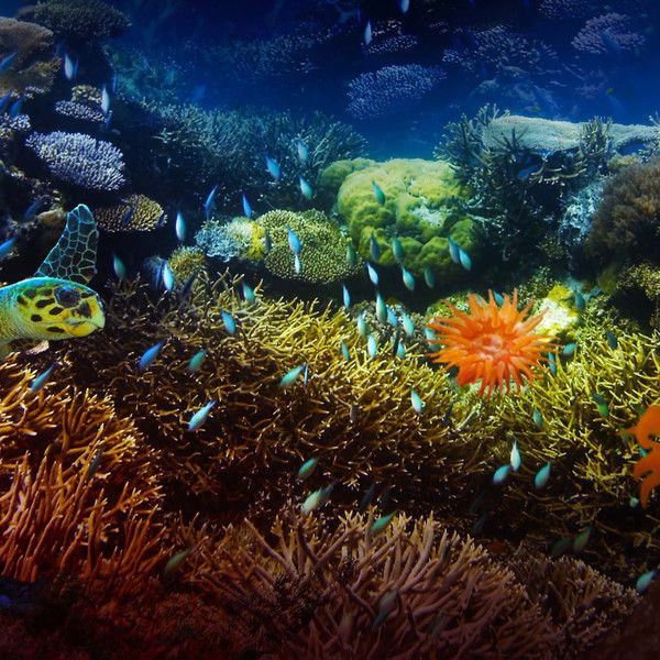 The Last Reef: Cities Beneath the Sea