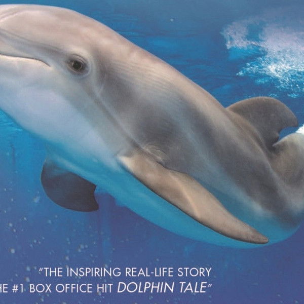 Winter, the Dolphin that Can