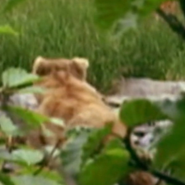 Quincy the Bear