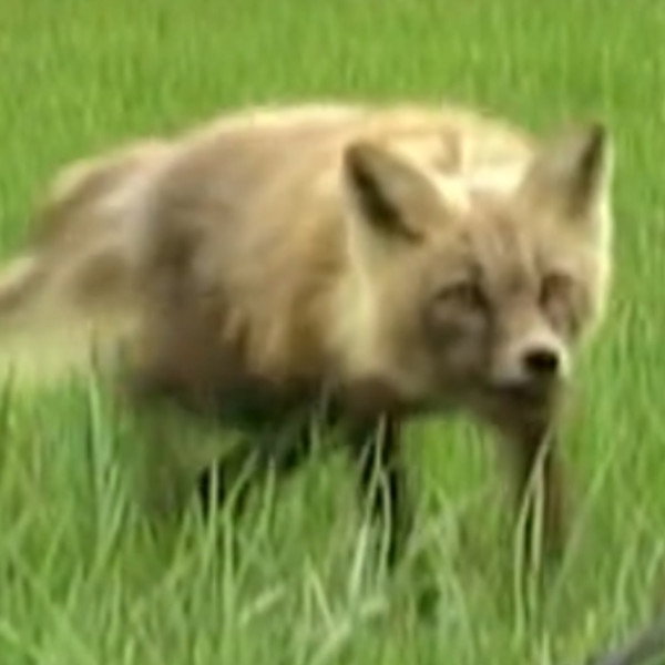Spirit the Fox