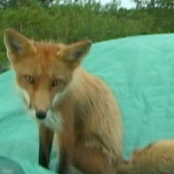 Champion the Fox