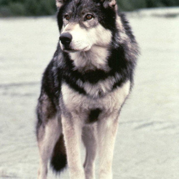 Jed the Wolfdog