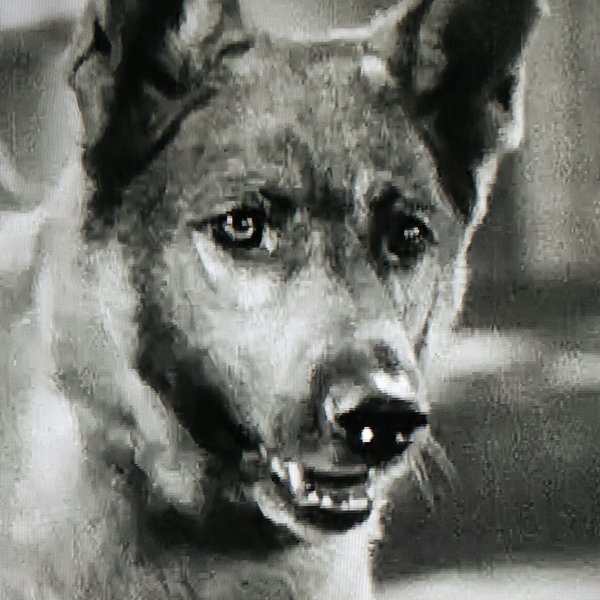Grey Shadow