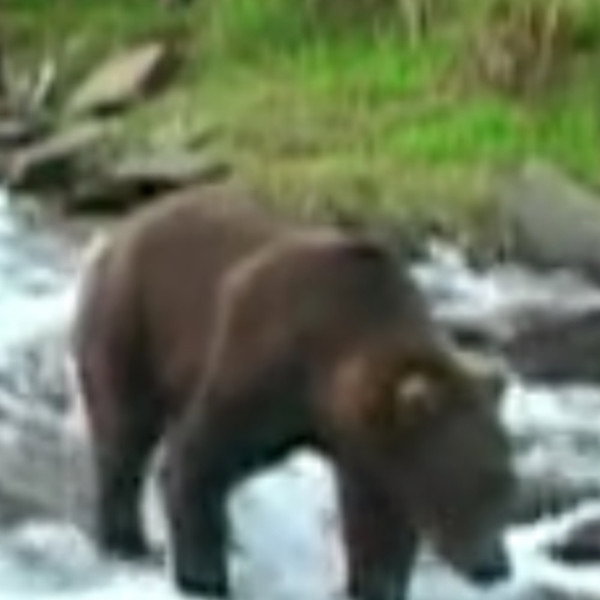 Olie the Bear