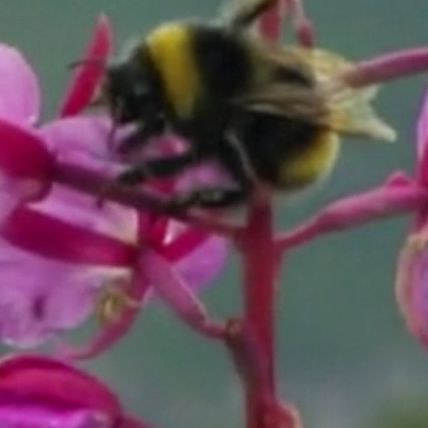 Sleeping Bumblebee