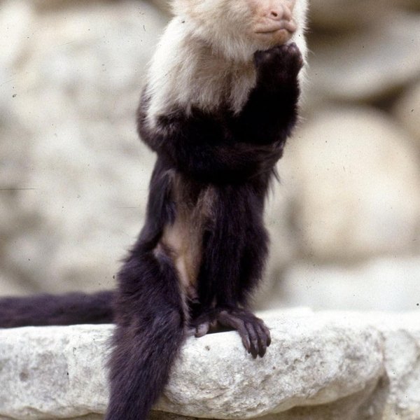 Binx the Monkey