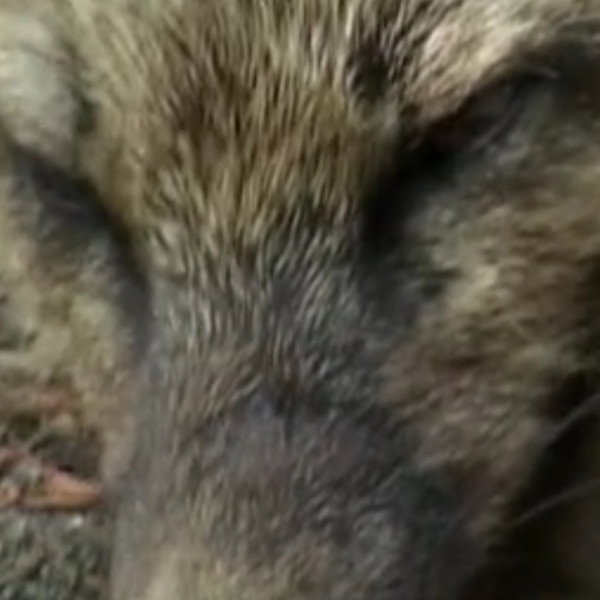 Iris the Fox