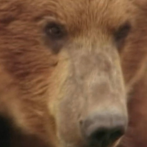 Rowdy the Bear
