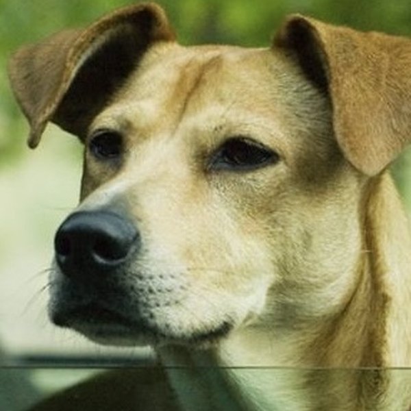 Lucy