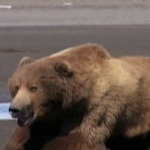 Mickey the Bear