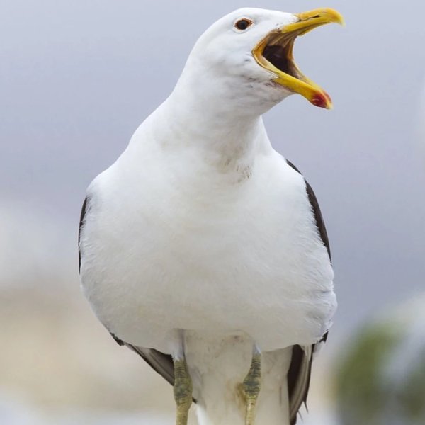 Sully Seagull