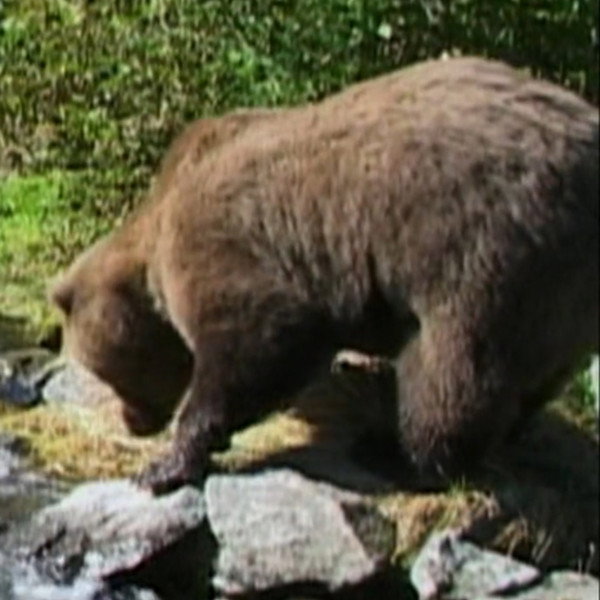 Downey the Bear