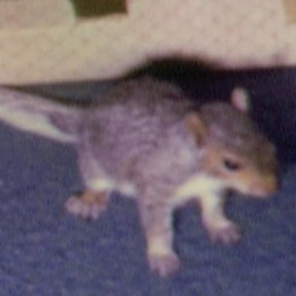 Willie the Squirrel