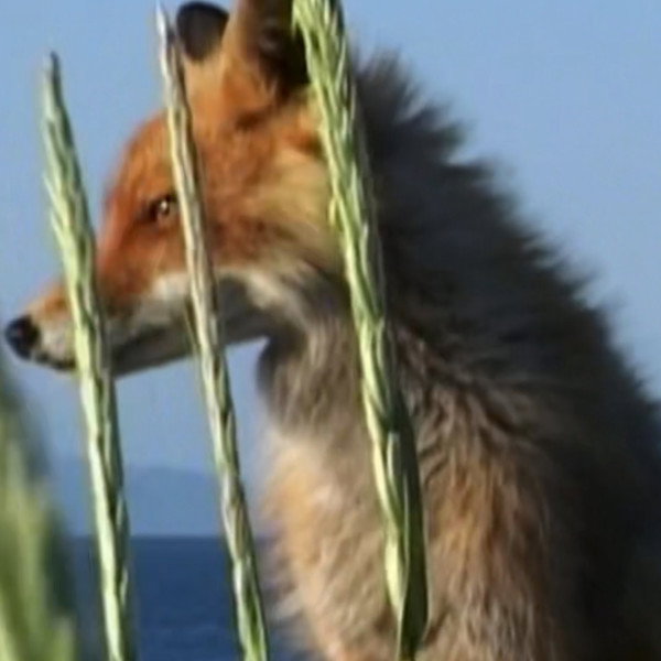 Timmy the Fox