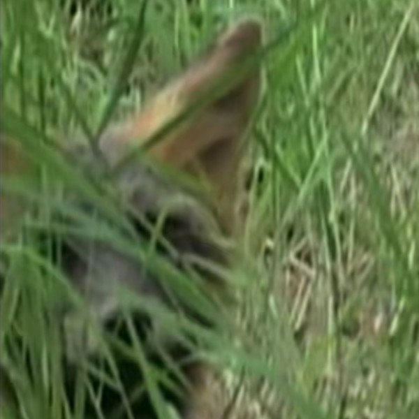 Ghost the Fox