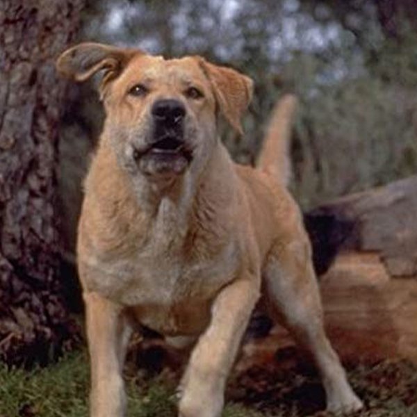 Spike