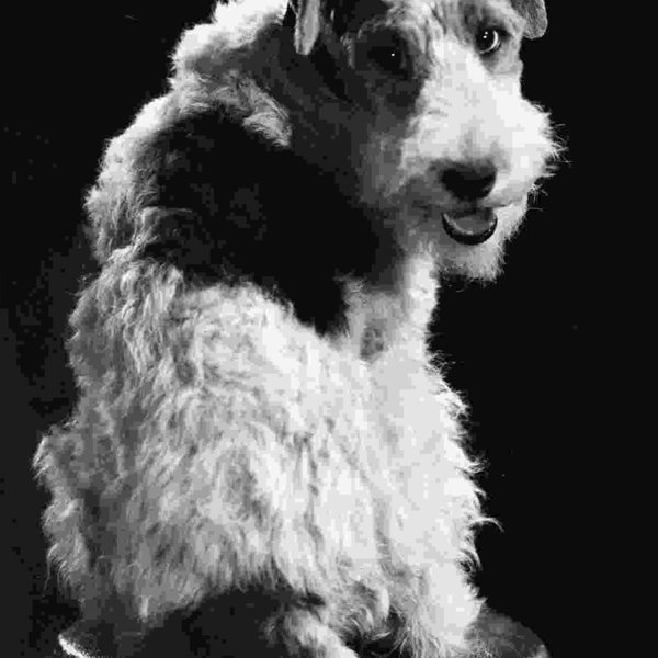 Skippy