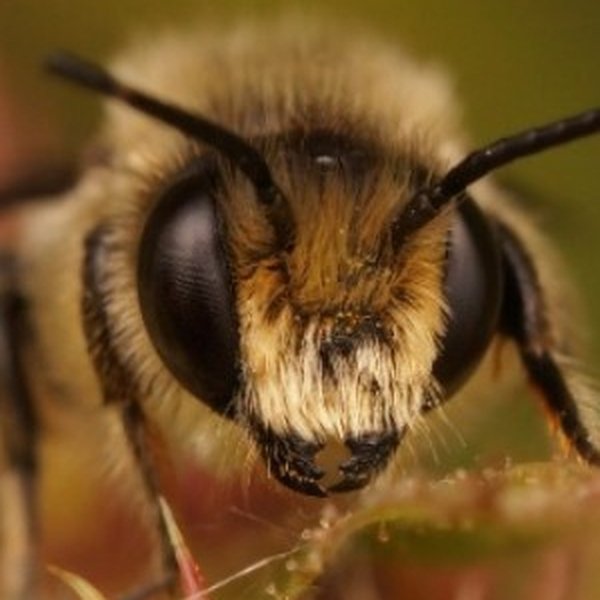 Buzz Bee