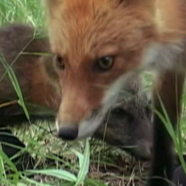 Ghost the Fox’s Playmate
