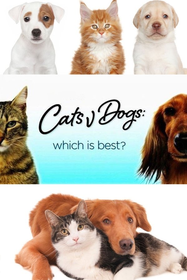 Cats V Dogs: Which Is Best?