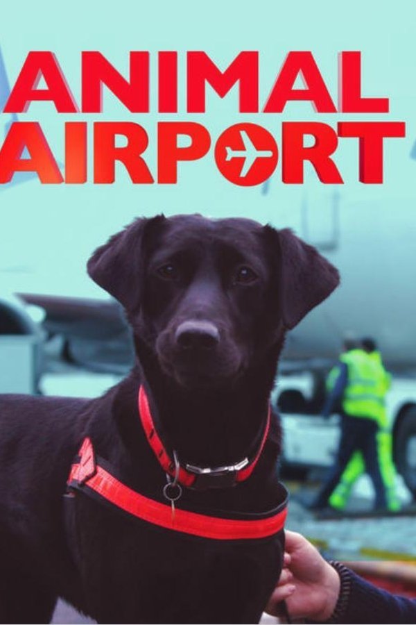 Animal Airport