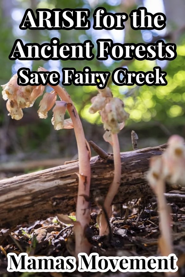 ARISE For The Ancient Forests | Save Fairy Creek