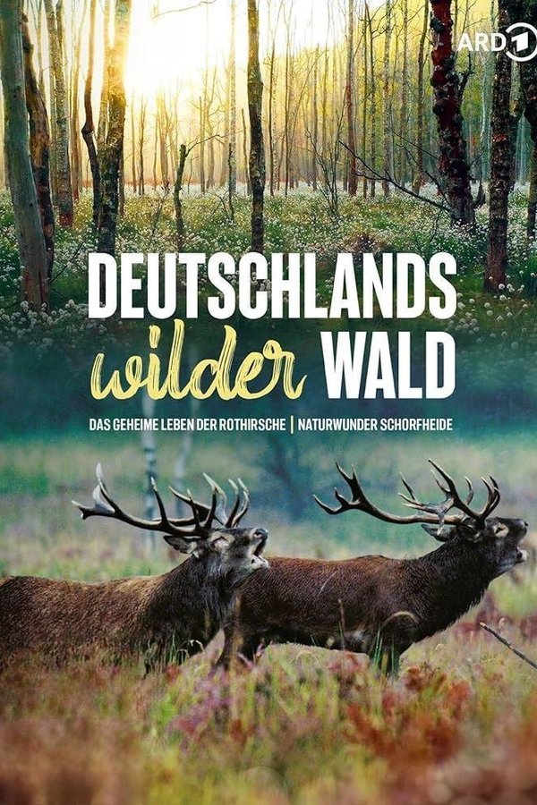Das Geheime Leben Der Rothirsche