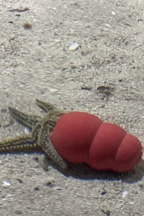 Atlantaquaria