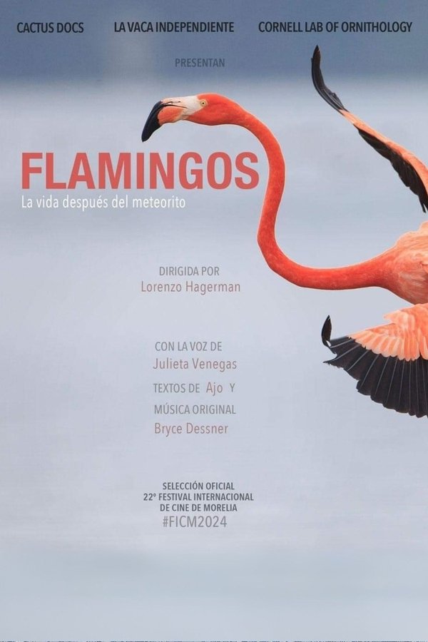 Flamingos